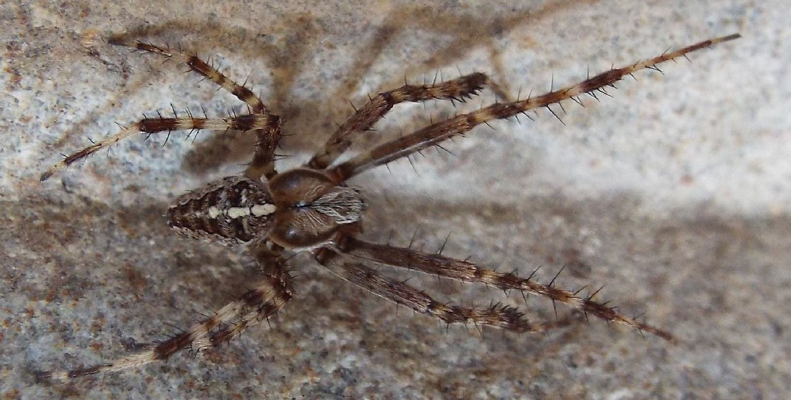 Tutti Araneus diadematus?  S� - Val di Fassa (TN)